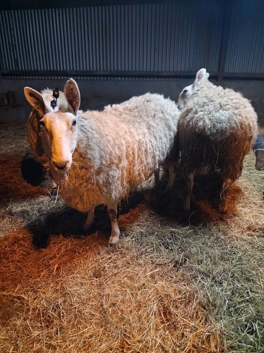 PB Border Leicester Ewes - Image 3