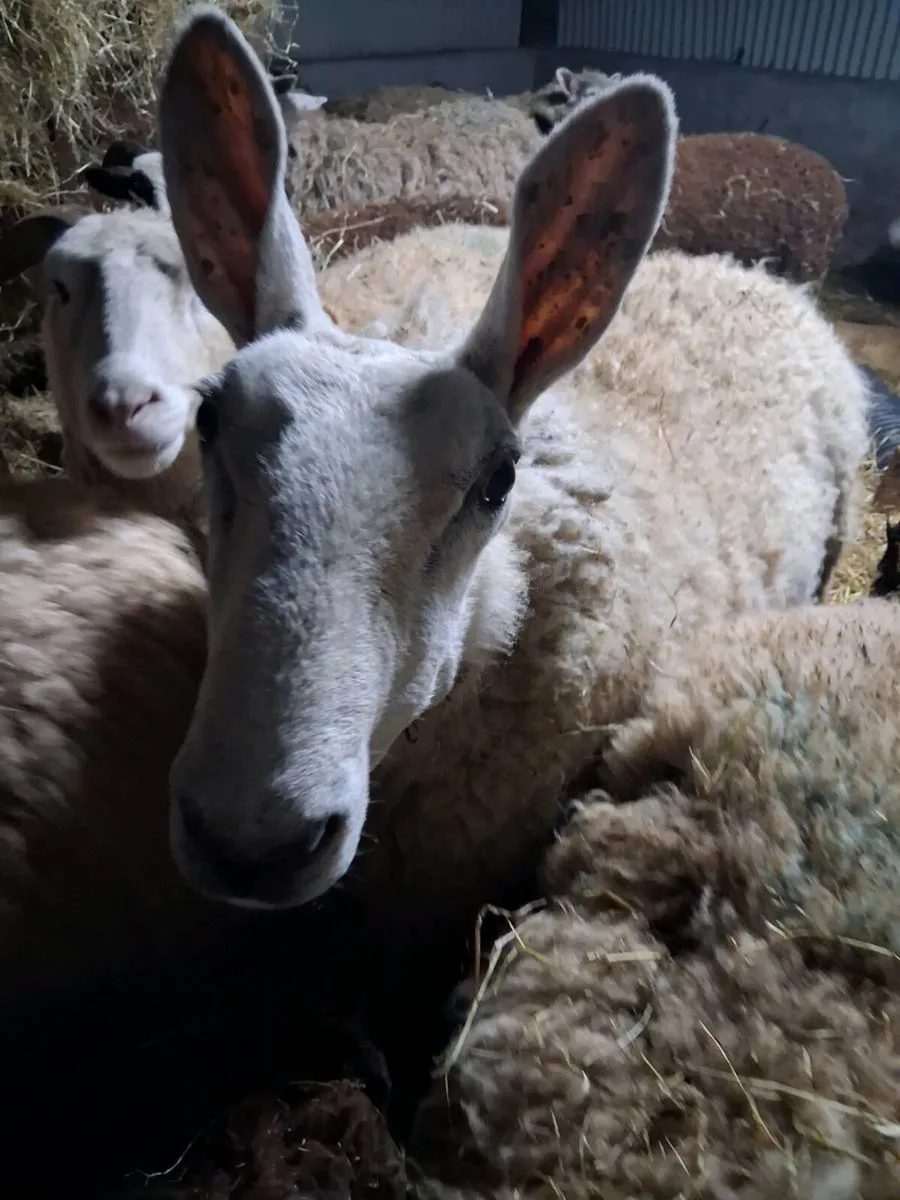 PB Border Leicester Ewes - Image 4