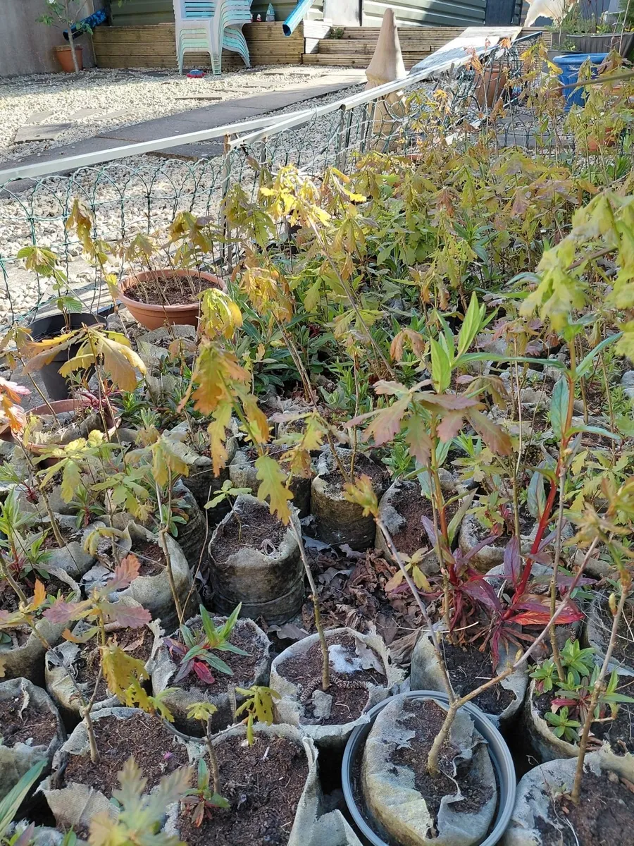 Oak Trees for FREE