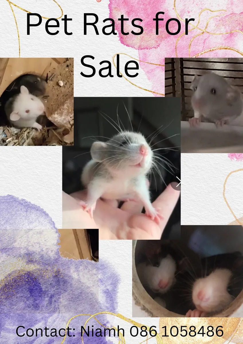 Baby pet rats - Image 1