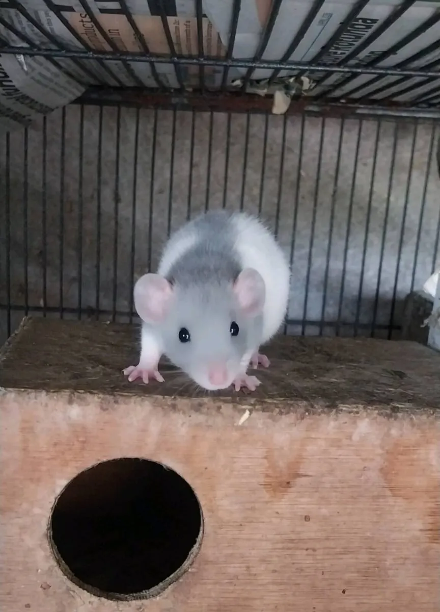 Baby pet rats - Image 2