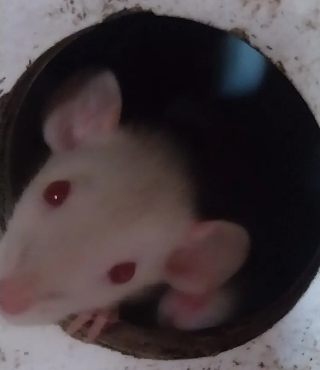 Baby pet rats - Image 3