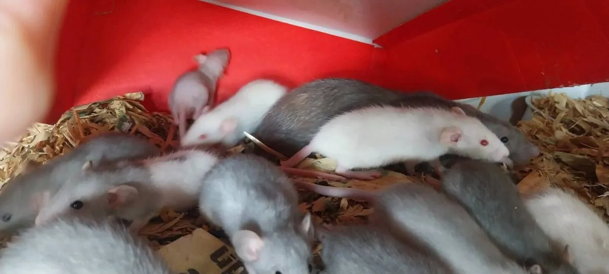 Baby pet rats - Image 4