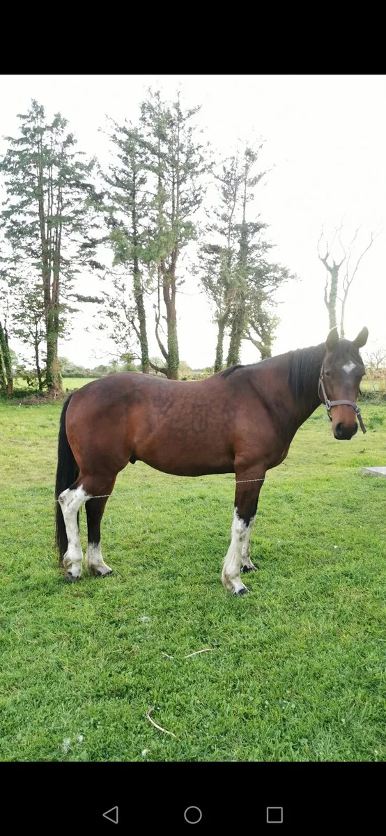 horse - Image 2