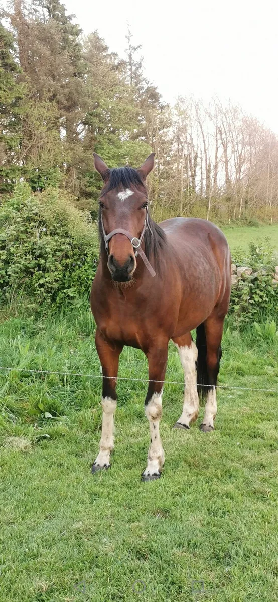 horse - Image 1