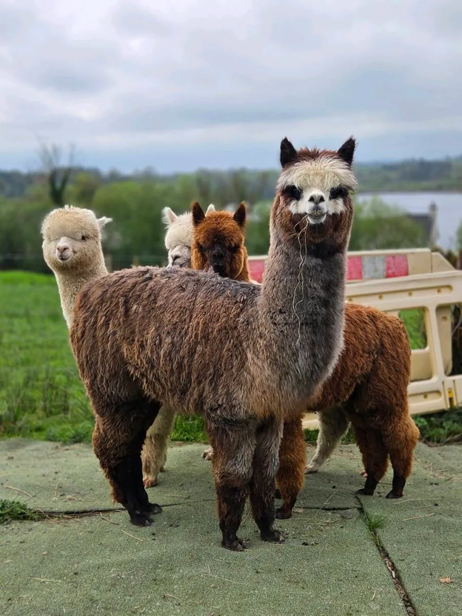 Alpacas For Sale - Image 1