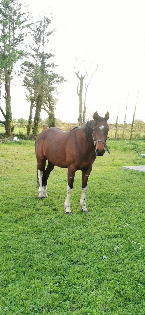 horse - Image 3