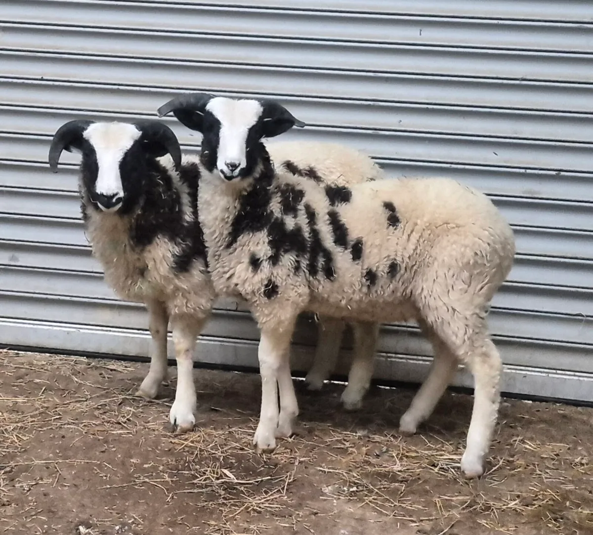 Jacob lambs - Image 1