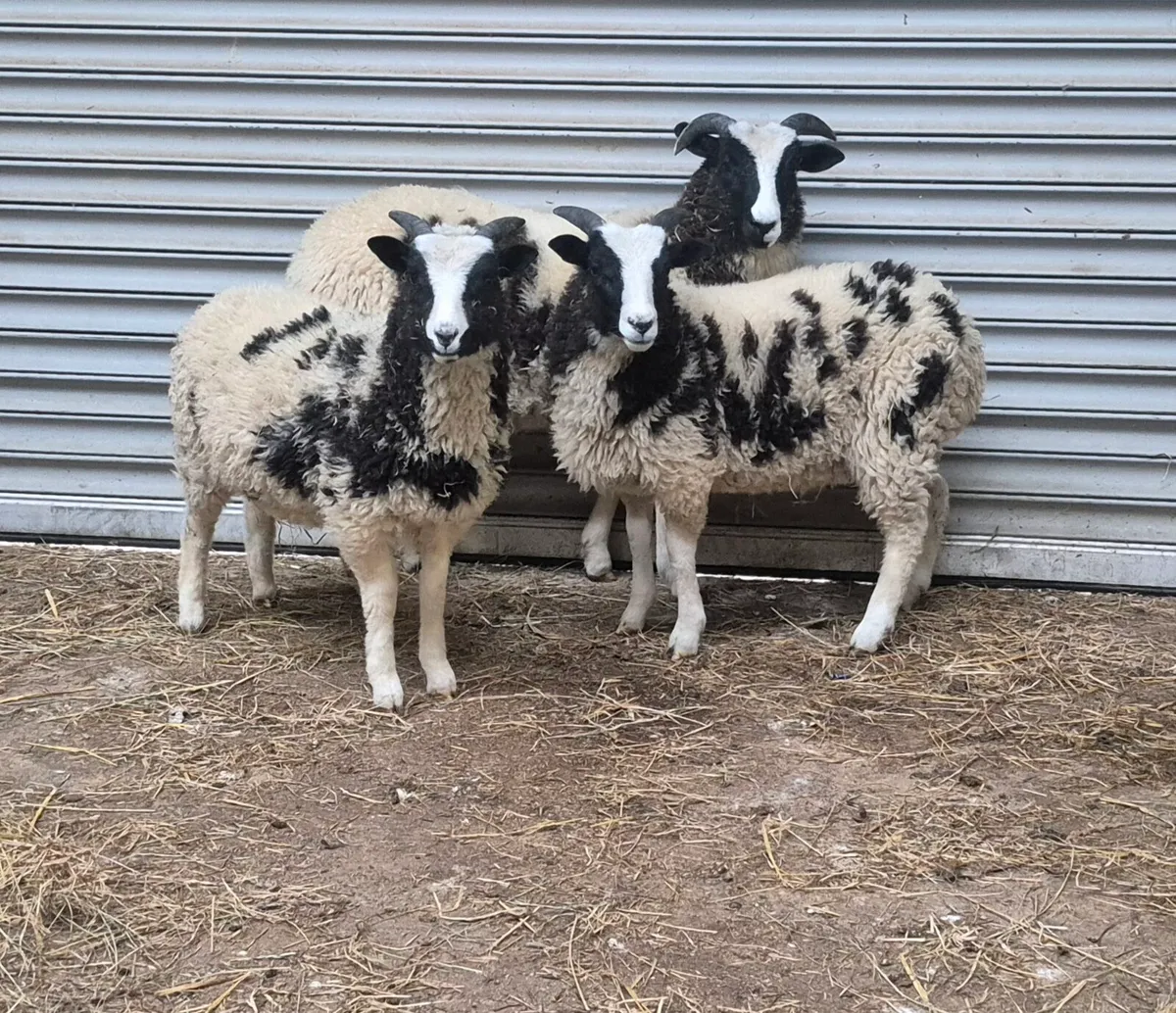 Jacob lambs - Image 2