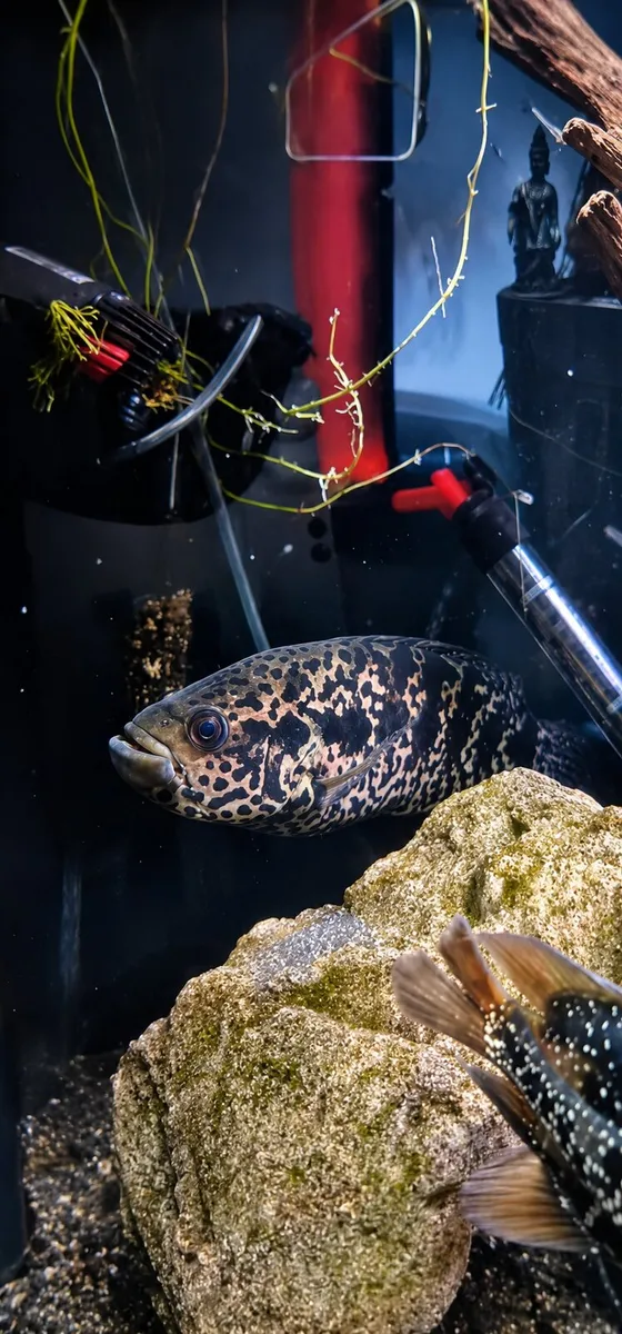 Jaguar and Synodontis for sale - Image 2