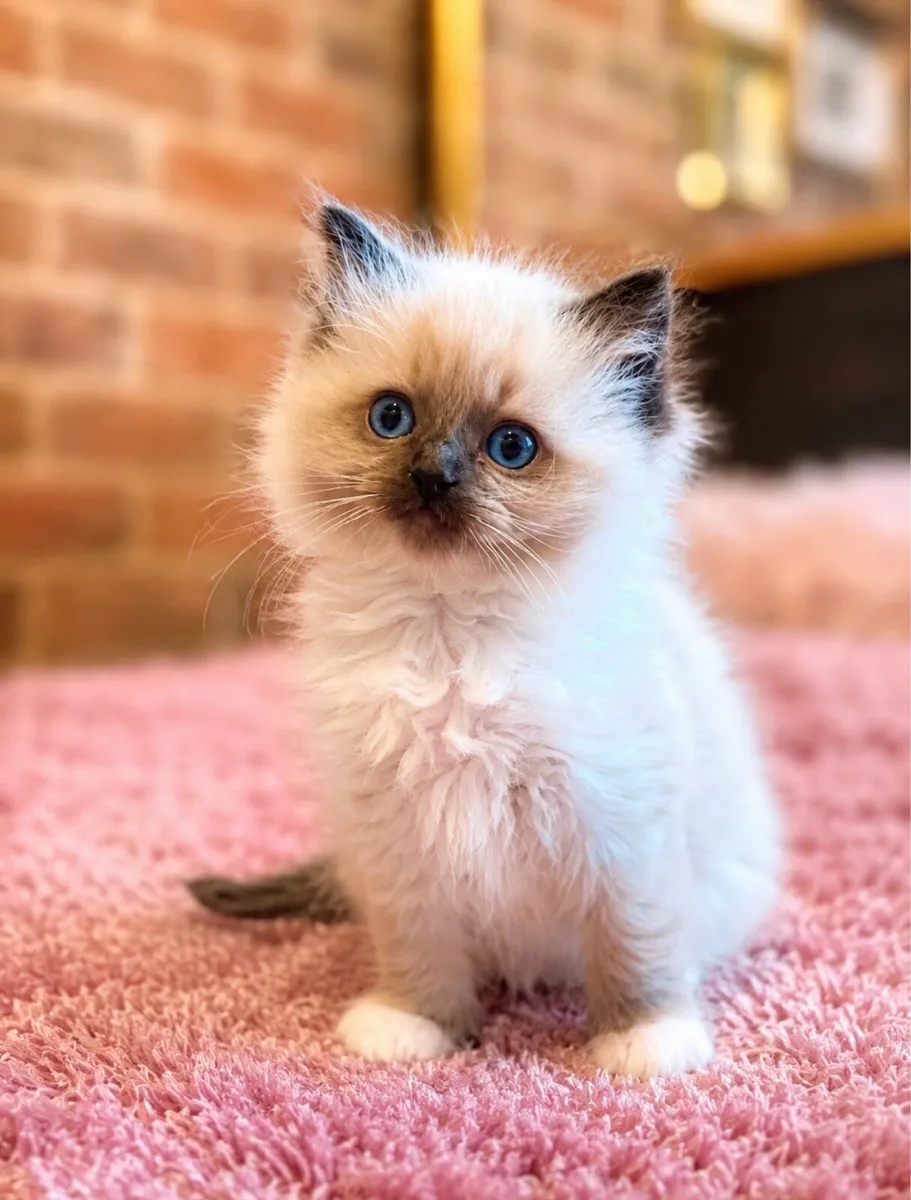Ragdoll Kitten - Image 2