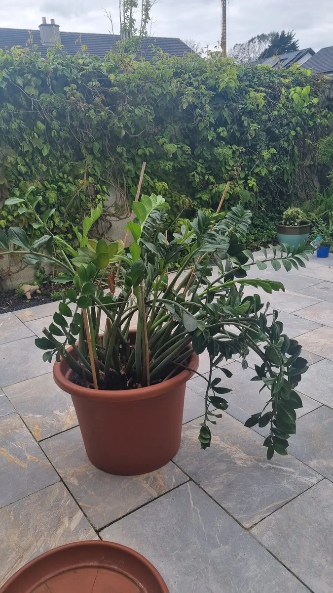Zamiokulkas, large plant in 40l pot