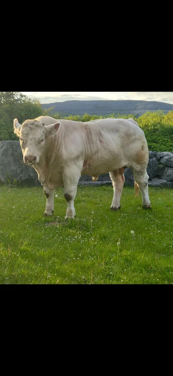 20 month - Charolais Bull - Image 2