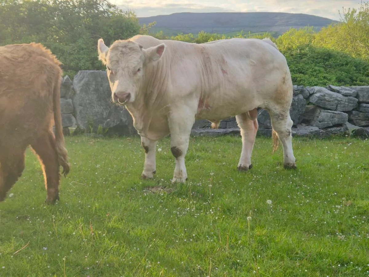 20 month - Charolais Bull - Image 1