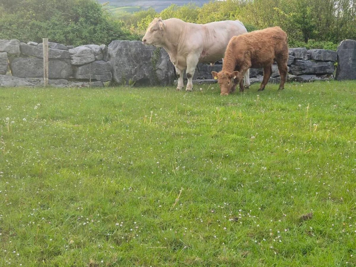 20 month - Charolais Bull - Image 3
