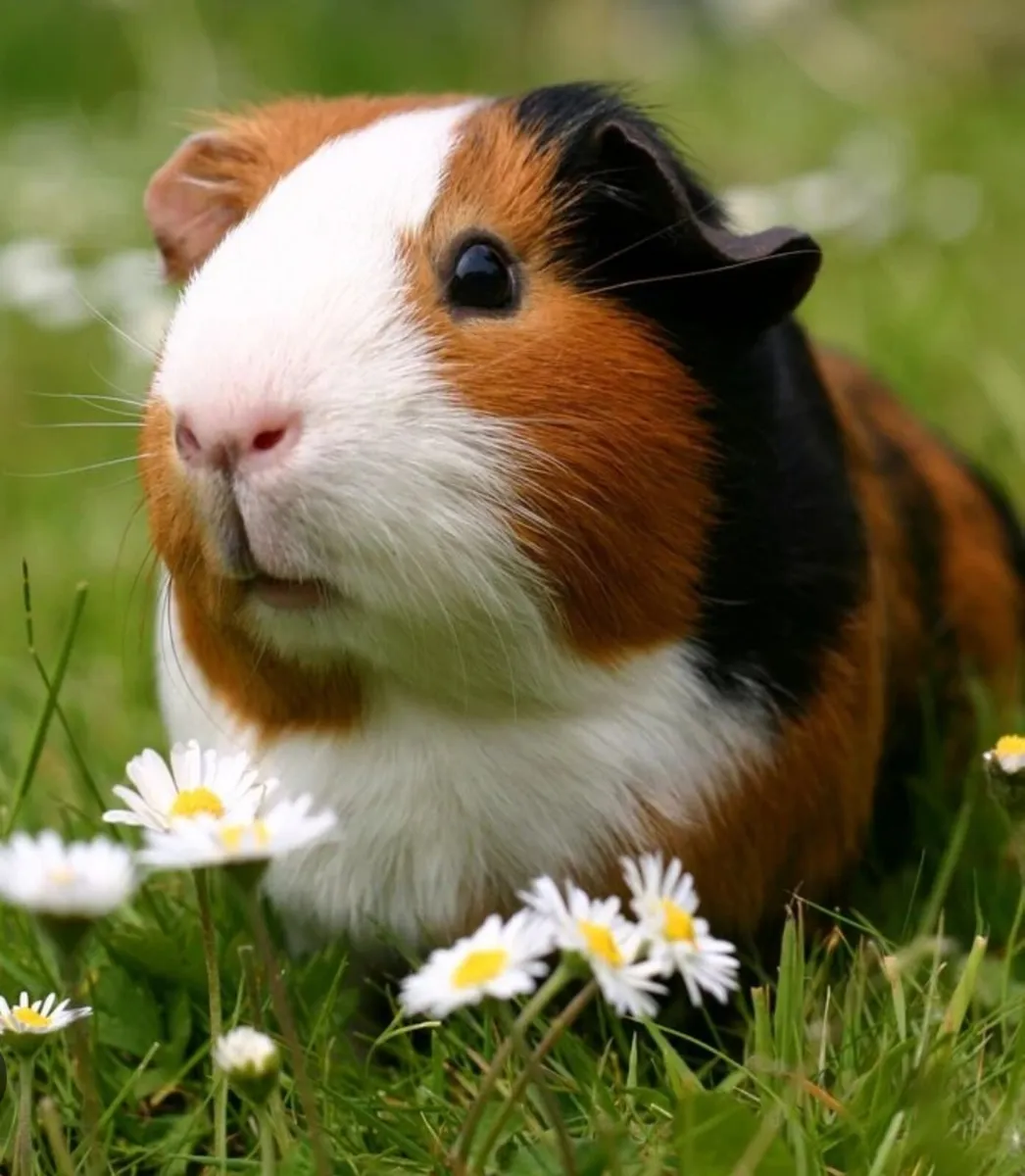 3 Sweet Male Guinea Pigs - Image 1