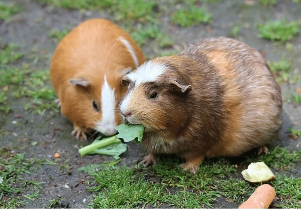 3 Sweet Male Guinea Pigs - Image 2