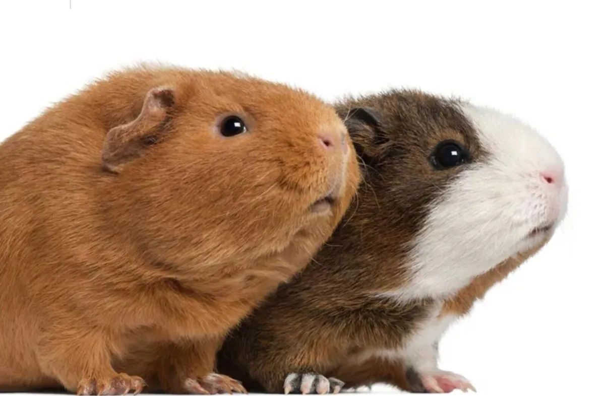 3 Sweet Male Guinea Pigs - Image 3