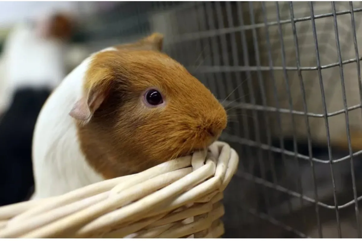 3 Sweet Male Guinea Pigs - Image 4