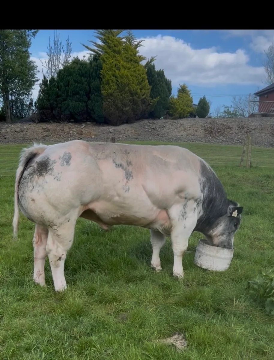 Pedigree Belgian Blue Bull - Image 1