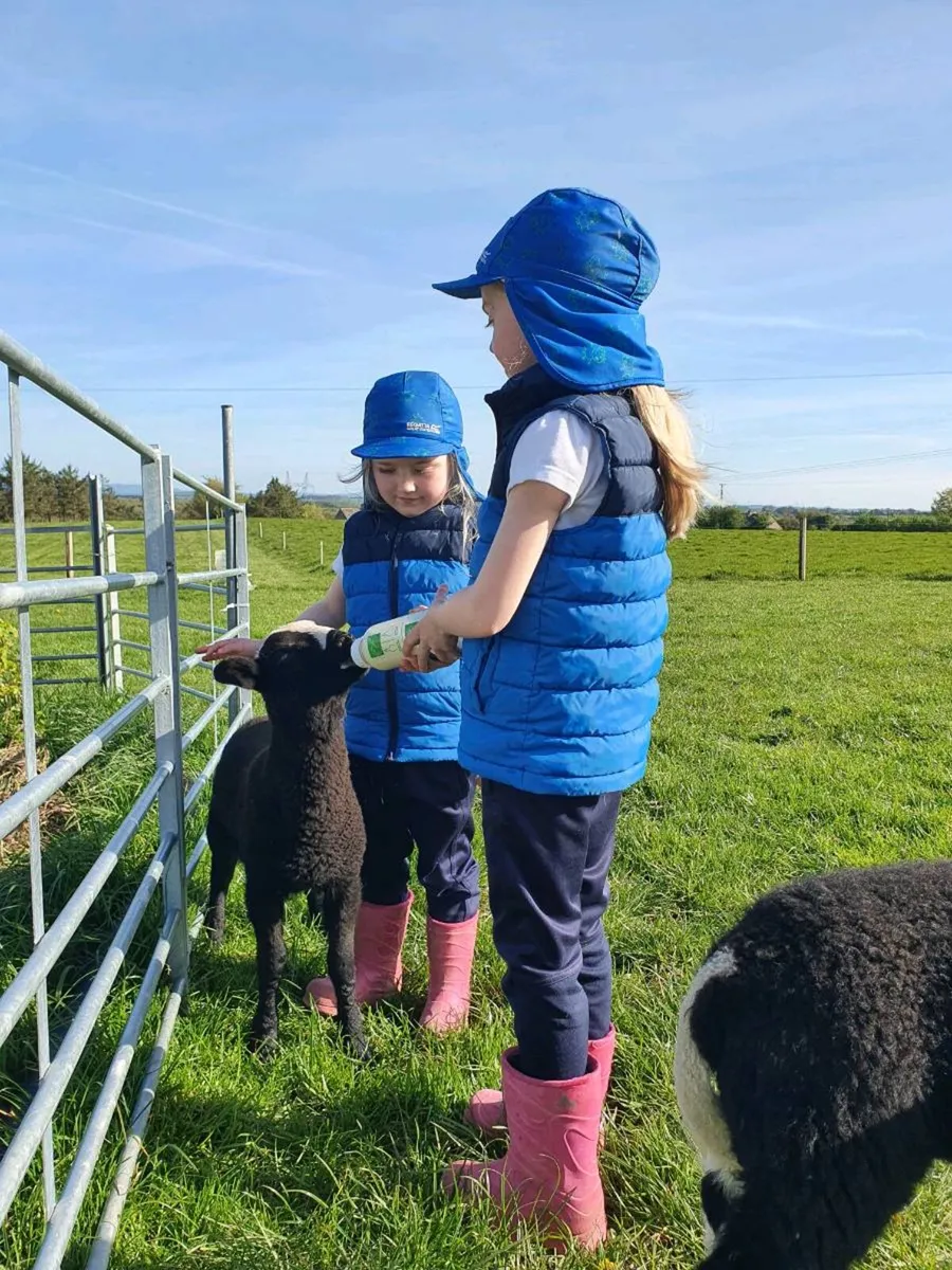 Zwartbles x ewe lamb - Image 1