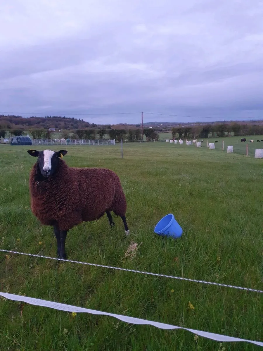 Zwartbles x ewe lamb - Image 2