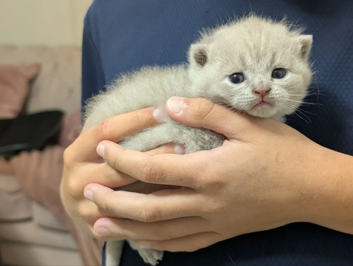 British shorthair kittens - Image 1