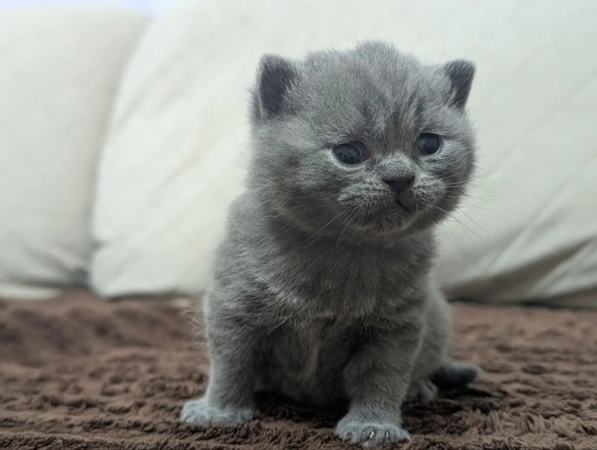 British shorthair kittens - Image 2