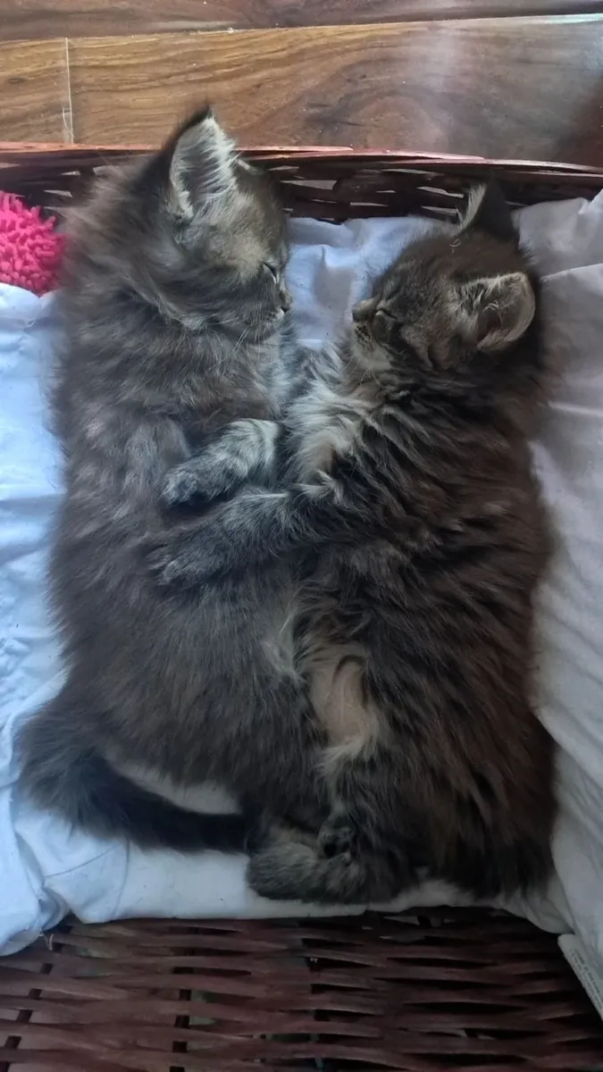 Maine Coon Kittens - Image 1