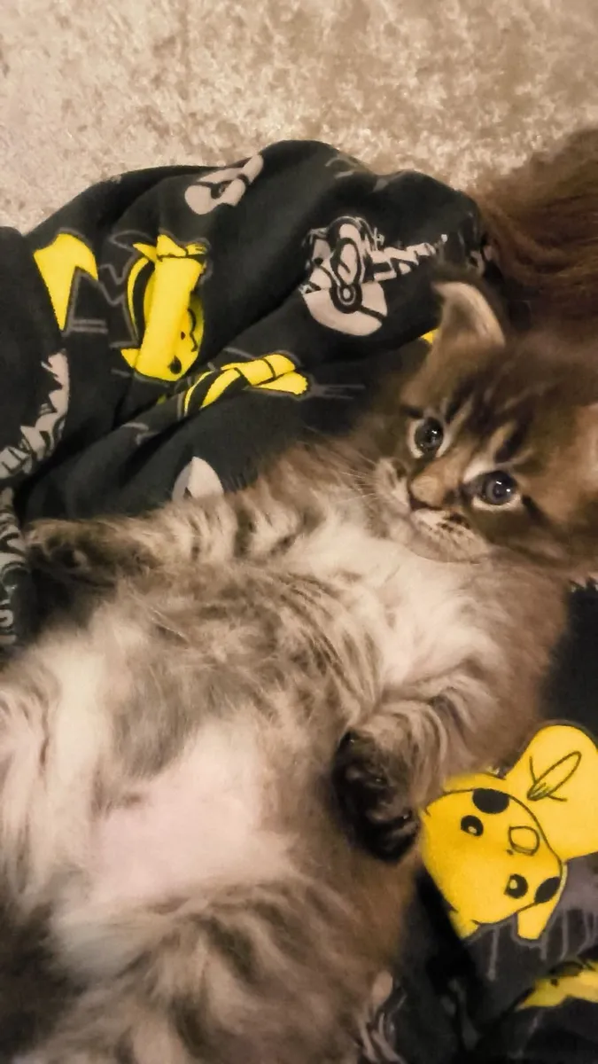 Maine Coon Kittens - Image 2