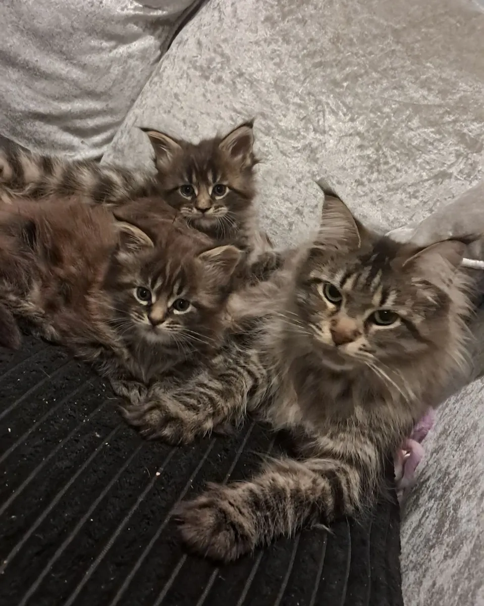 Maine Coon Kittens - Image 4