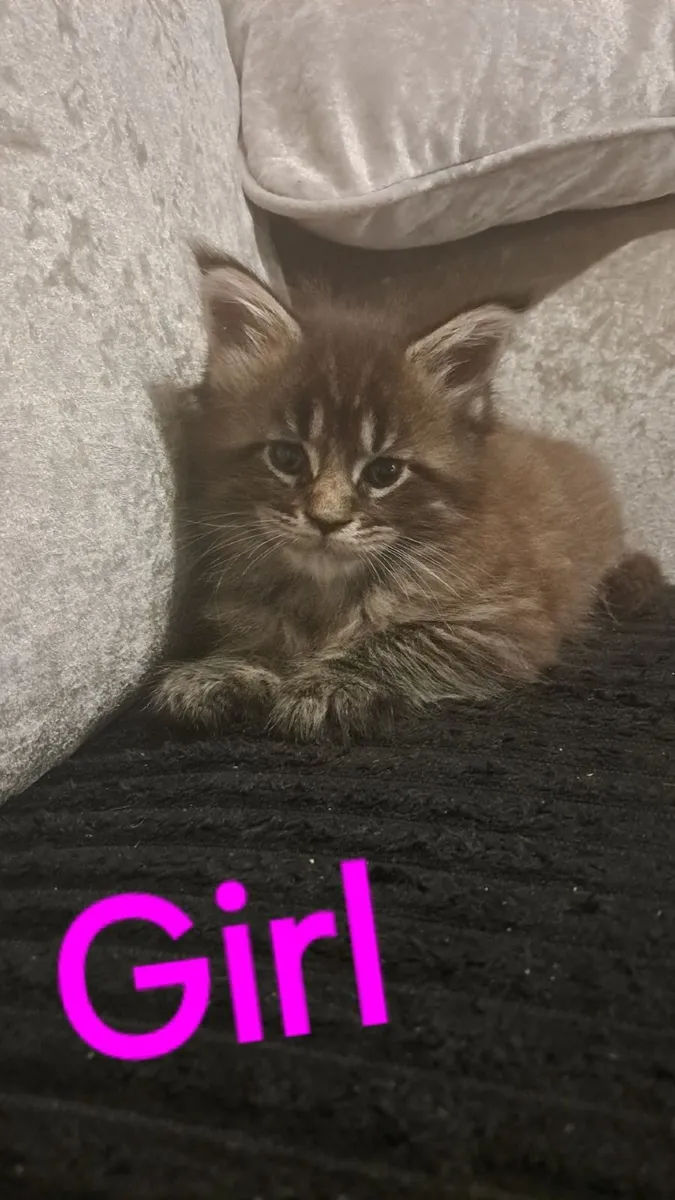 Maine Coon Kittens - Image 3