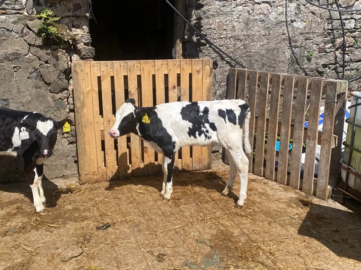 Friesian Heifer Calves for sale - Image 2