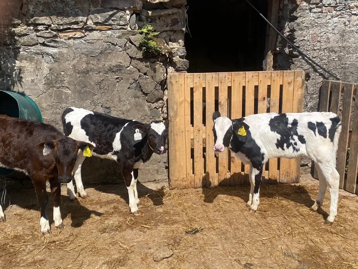 Friesian Heifer Calves for sale - Image 3