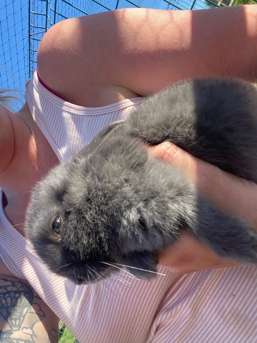 Baby Rabbits 8 weeks old - Image 3