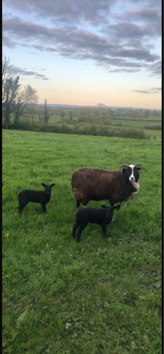 Hogget ewe with lambs at foot - Image 1