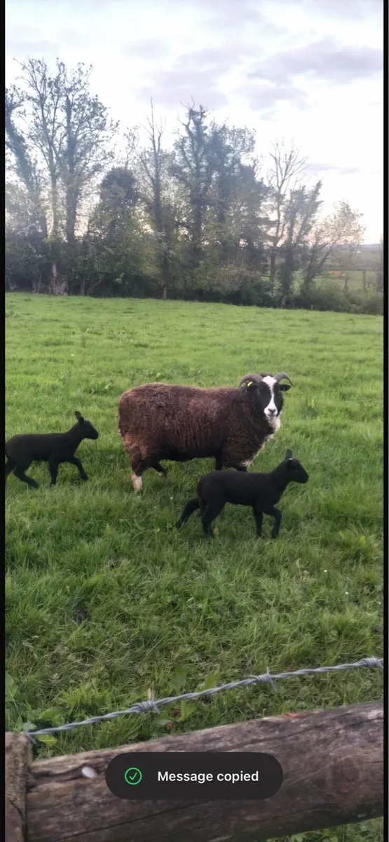 Hogget ewe with lambs at foot - Image 2
