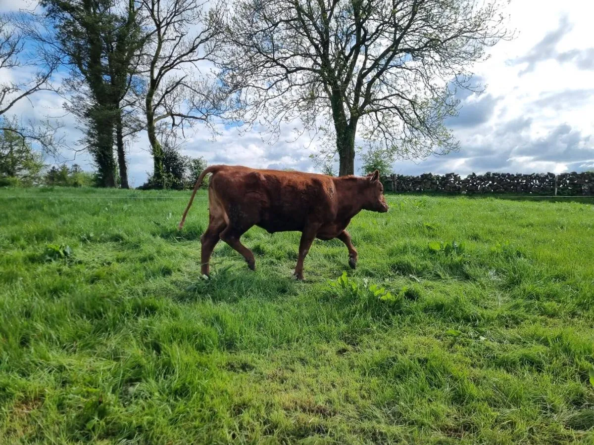 First calved Heifers - Image 3