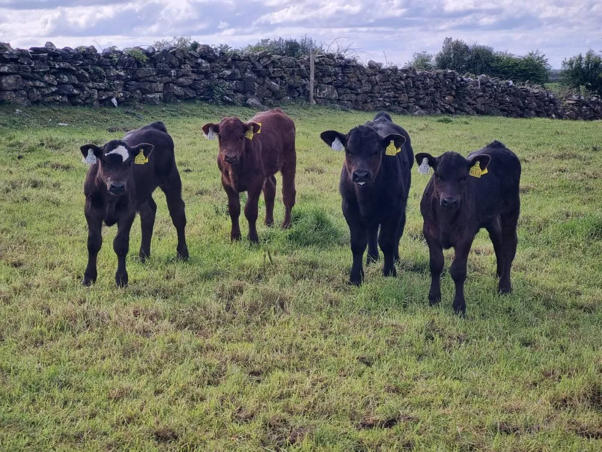 First calved Heifers - Image 2