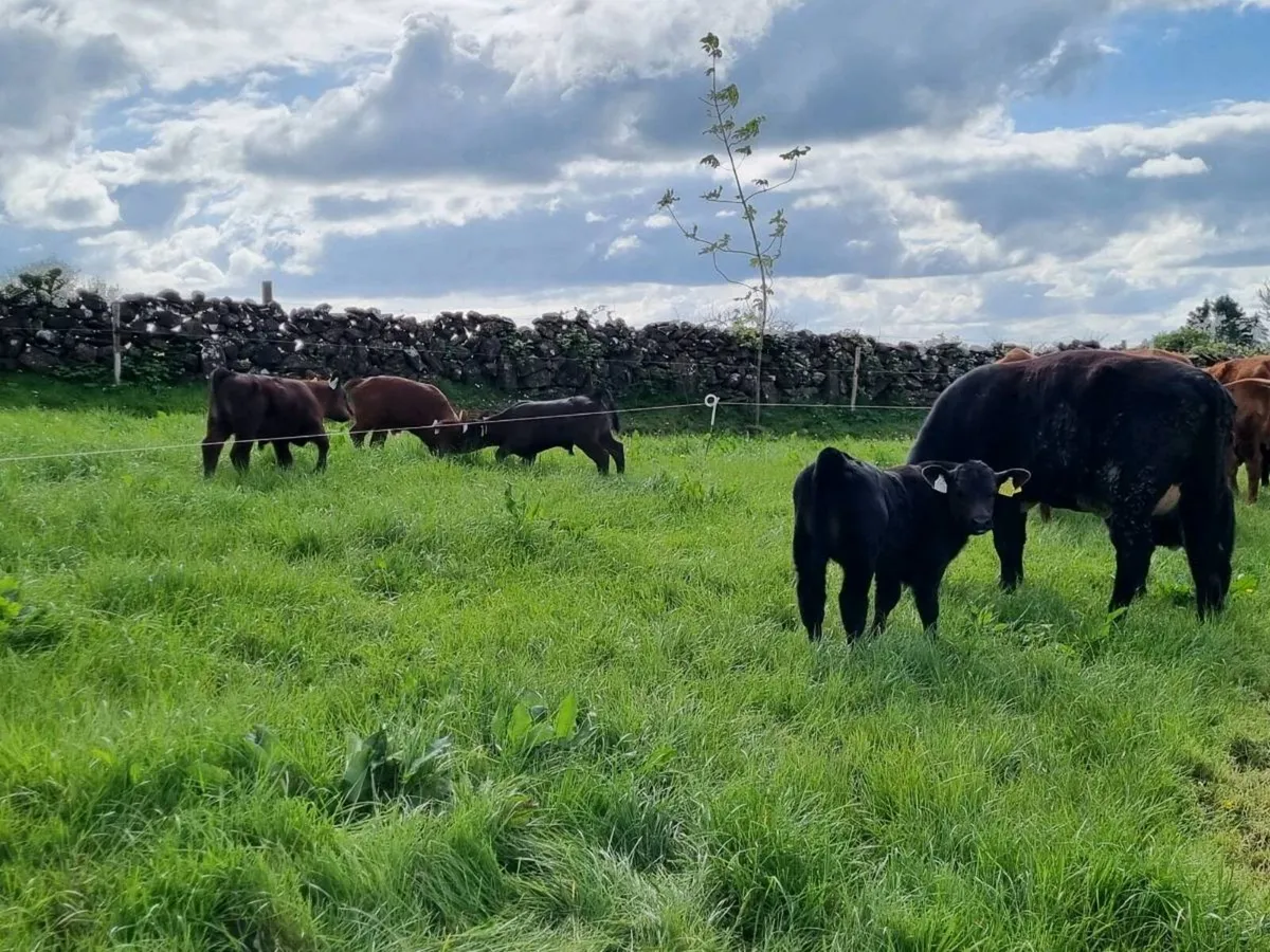 First calved Heifers - Image 4