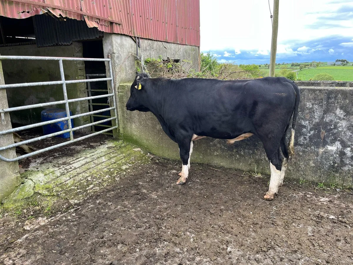 Friesian bull - Image 1