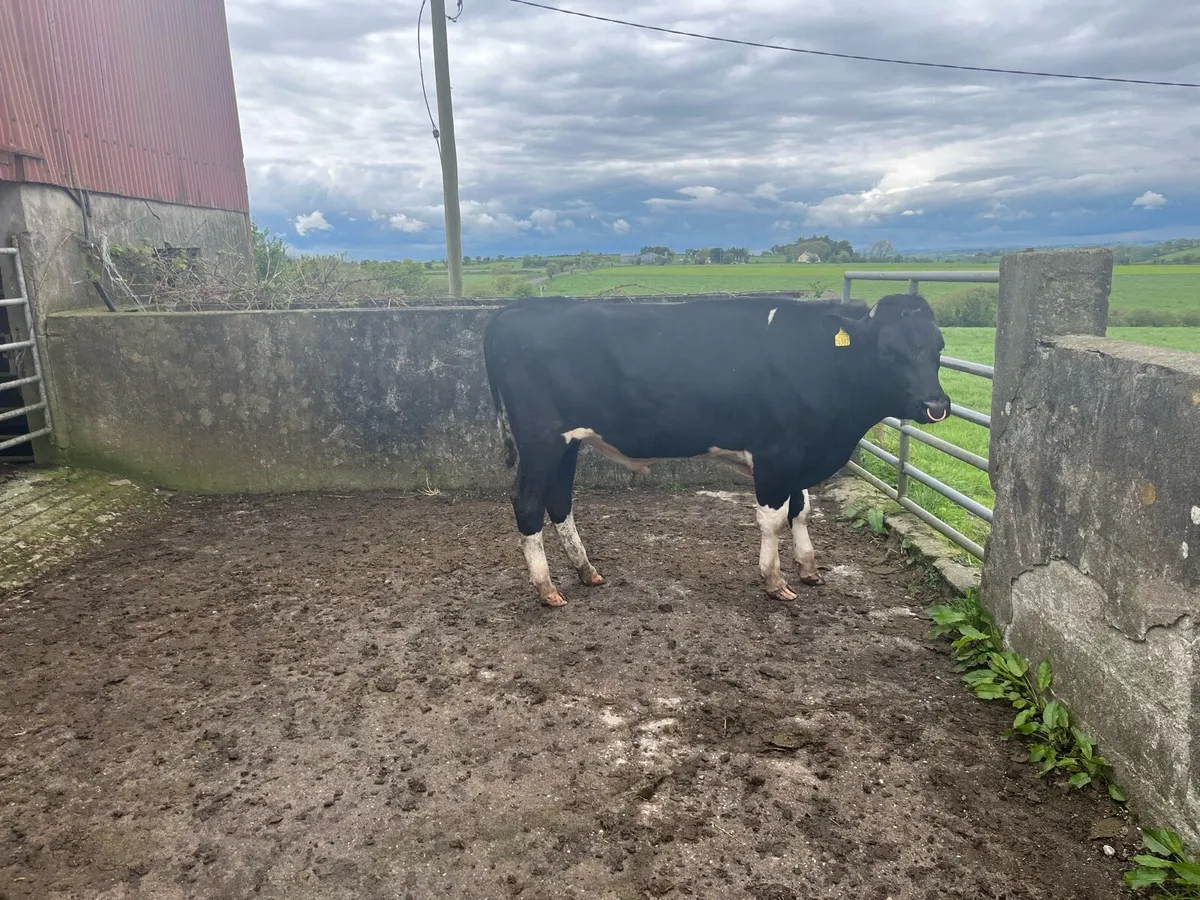 Friesian bull - Image 2