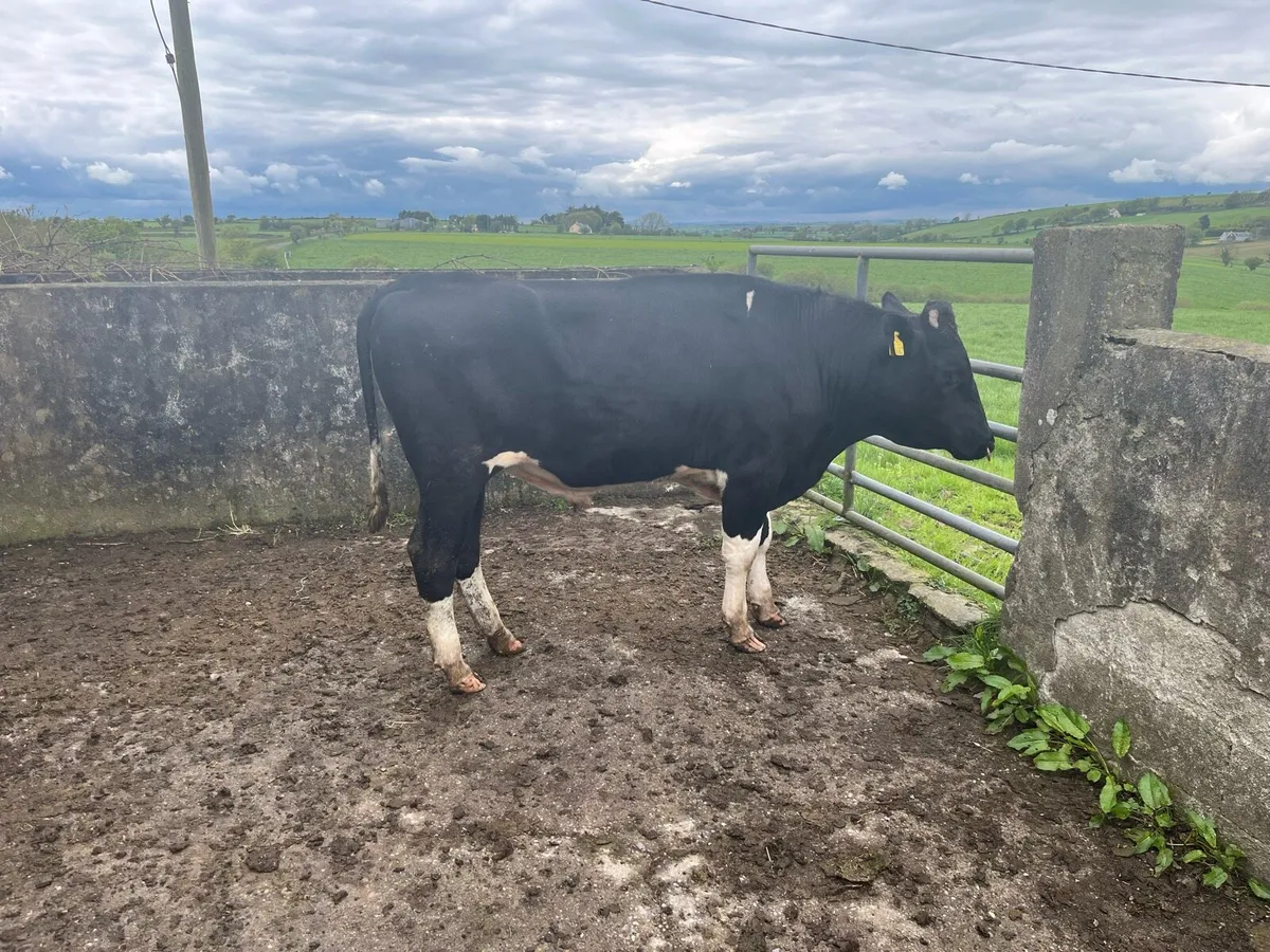 Friesian bull - Image 3