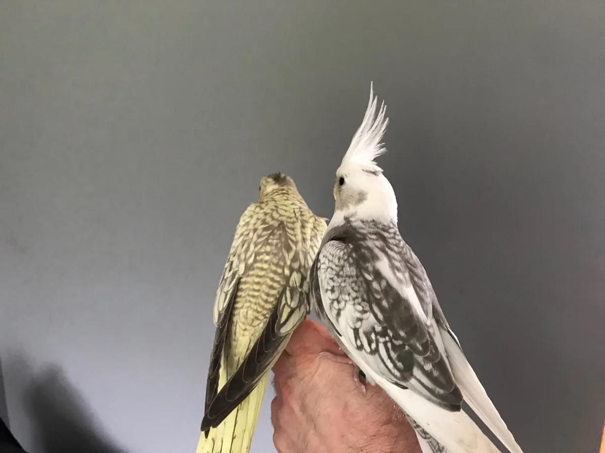 Hand reared Cockatiels. Silly tame - Image 2