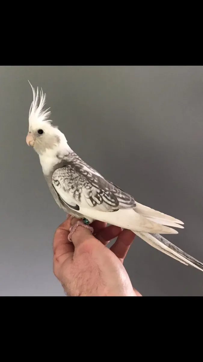 Hand reared Cockatiels. Silly tame - Image 3