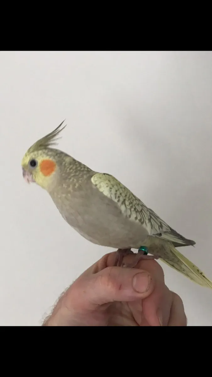 Hand reared Cockatiels. Silly tame - Image 4