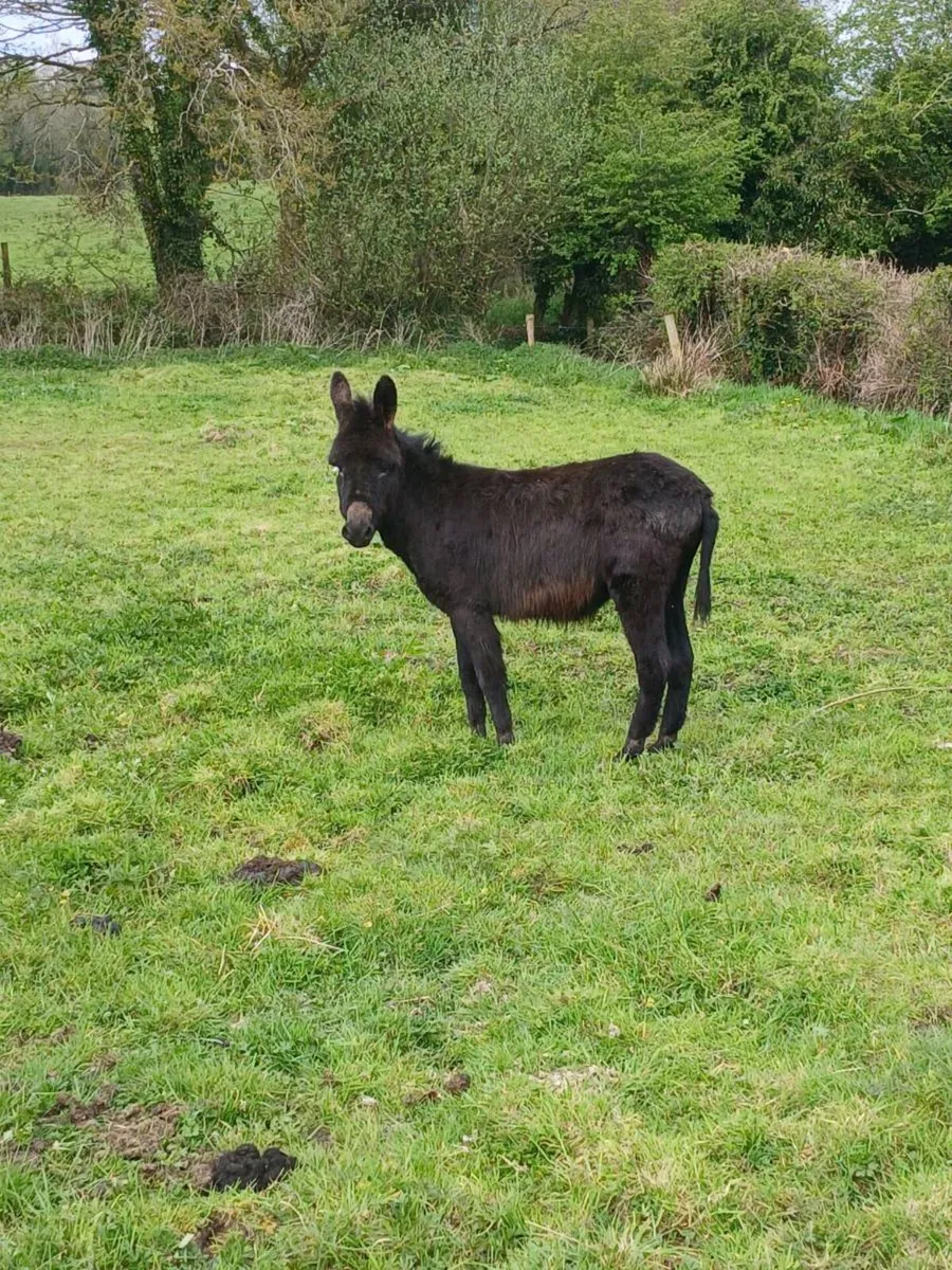 Male donkey - Image 2