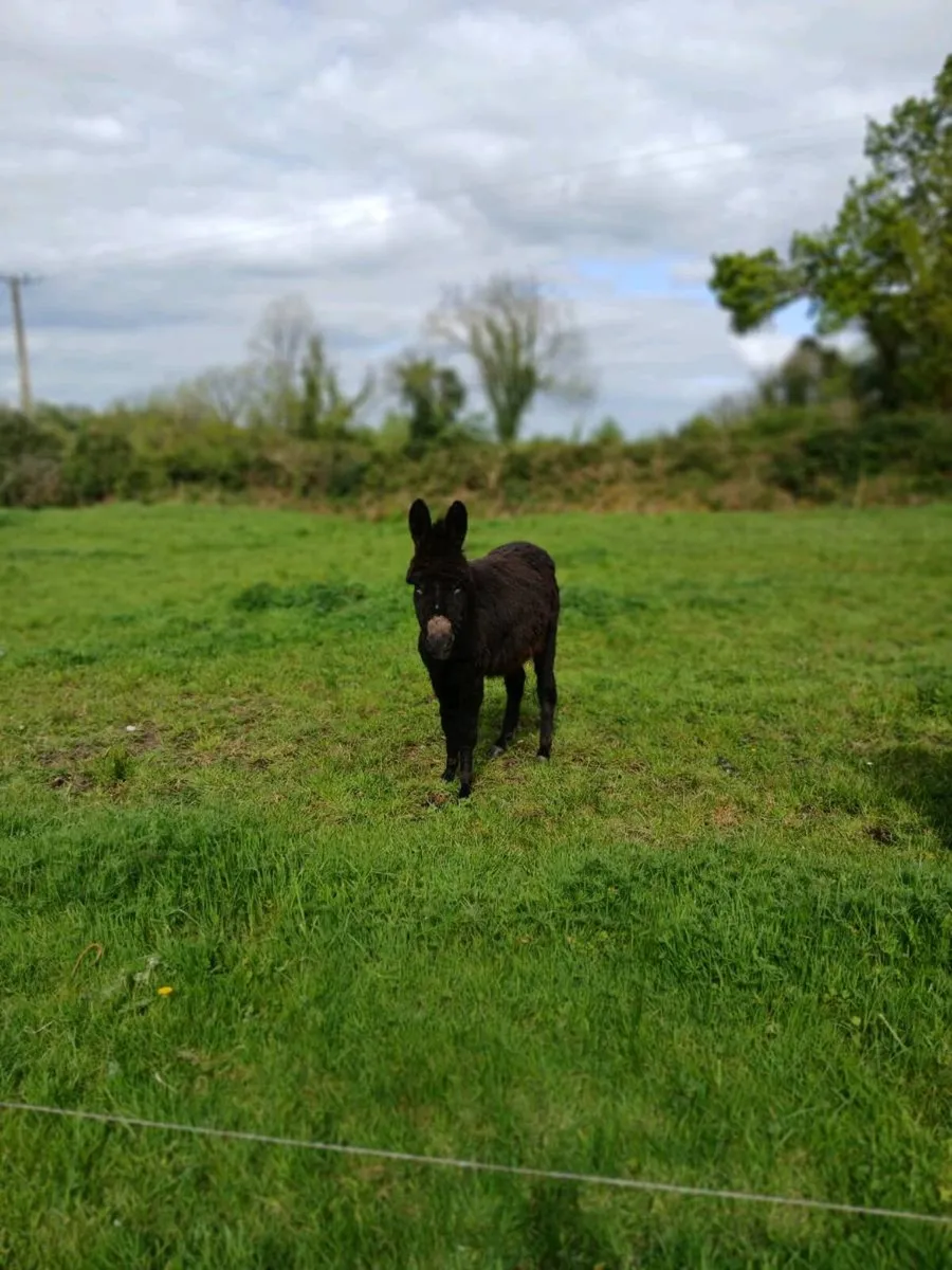 Male donkey - Image 1