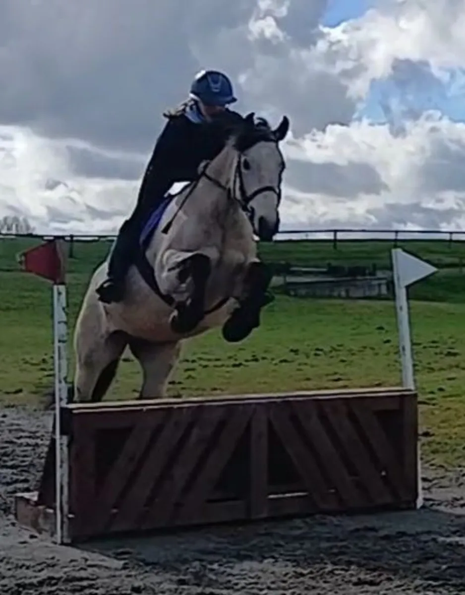 Pony Club/Riding Club/Working Hunter - Image 1