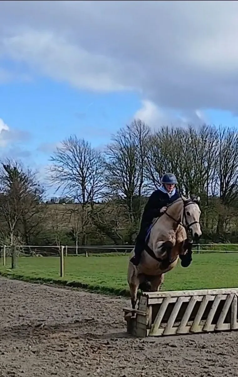 Pony Club/Riding Club/Working Hunter - Image 4